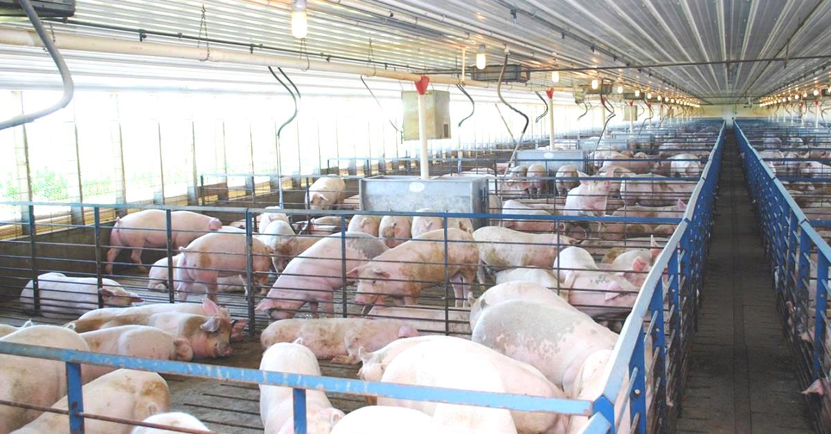 Strategies to capitalize on higher market prices when facing summer